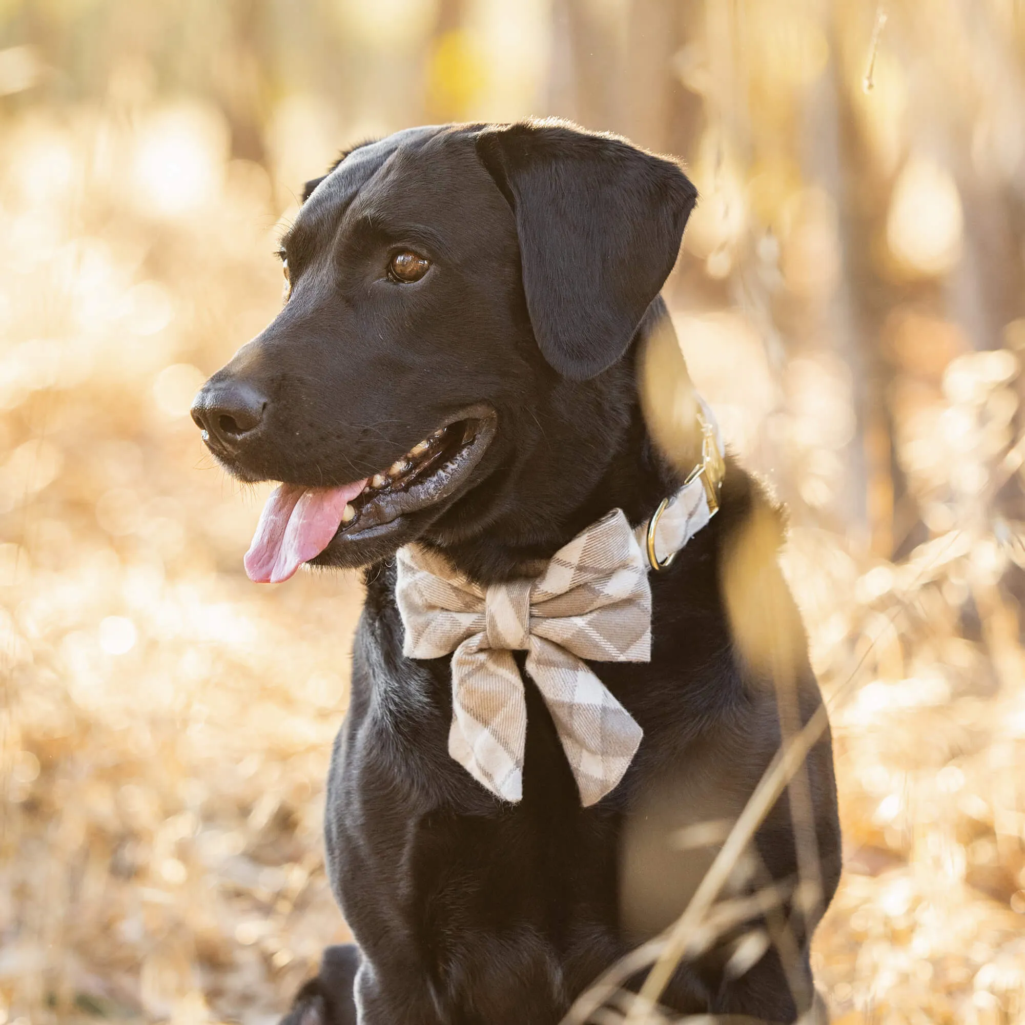 Andover Plaid Flannel Lady Dog Bow