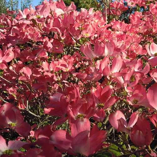 Cornus florida Rubra