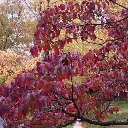 Cornus florida Rubra