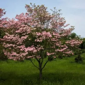 Cornus florida Rubra